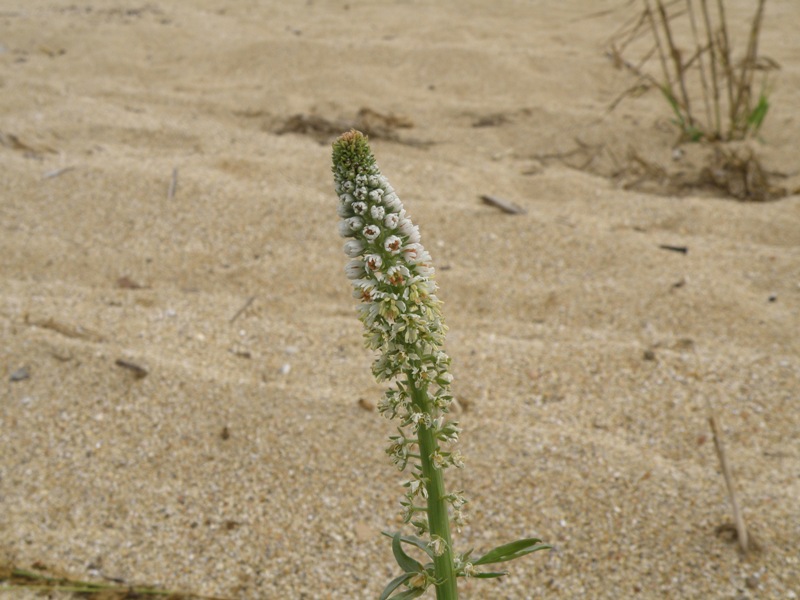 Confronto tra due Reseda: R. lutea e R. alba